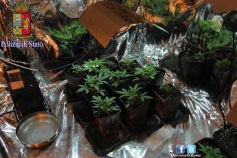 Roma, bidello arrotonda stipendio coltivando marijuana: arrestato Roma, bidello arrotonda stipendio coltivando marijuana: arrestato