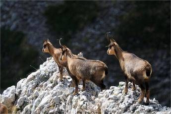 Il ritorno del camoscio appenninico, popolazione in aumento del 45% nel 2015 Il ritorno del camoscio appenninico, popolazione in aumento del 45% nel 2015