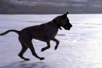 Come proteggere cani e gatti dal gelo di Burian Come proteggere cani e gatti dal gelo di Burian