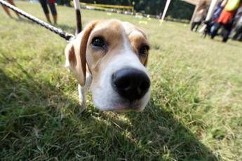 Veterinaria investe cane e scappa la denuncia Non degna della professione