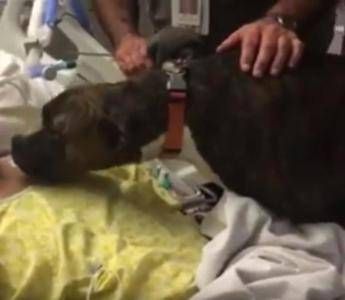 Il padrone sta morendo, il commovente saluto del suo cane /Video Il padrone sta morendo, il commovente saluto del suo cane /Video
