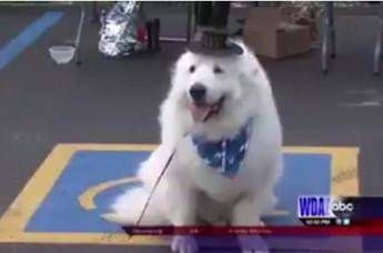 Usa, Duke il cane al terzo mandato da sindaco: plebiscito per il pastore dei Pirenei /Video Usa, Duke il cane al terzo mandato da sindaco: plebiscito per il pastore dei Pirenei /Video