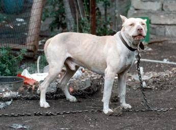 Torino, bambina di 11 anni azzannata al volto da un rottweiler/I precedenti Torino, bambina di 11 anni azzannata al volto da un rottweiler/I precedenti