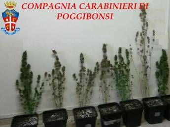 Siena, coltivavano cannabis in casa: in tre finiscono in manette Siena, coltivavano cannabis in casa: in tre finiscono in manette