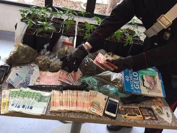 Como, coltivava in casa marijuana: arrestato 27enne Como, coltivava in casa marijuana: arrestato 27enne