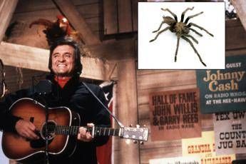 Grande, peloso e si chiama Johnny Cash. Ma è solo una tarantola Grande, peloso e si chiama Johnny Cash. Ma è solo una tarantola