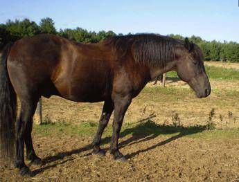Sesso e orge con animali, da Roma a Milano scoperte 15 ville della perversione Sesso e orge con animali, da Roma a Milano scoperte 15 ville della perversione