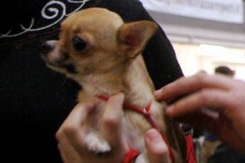 'Rivuoi il chihuahua? Dammi 100 euro': arrestato per estorsione 'Rivuoi il chihuahua? Dammi 100 euro': arrestato per estorsione