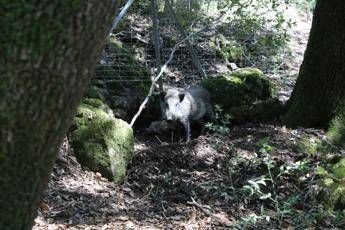 Cinghiale preso a laccio dai bracconieri, lo salva la Forestale Cinghiale preso a laccio dai bracconieri, lo salva la Forestale