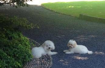 amica golden retrievers berlusconi regalo per silvio e 232 arrivata la cucciola harley amica golden retrievers berlusconi regalo per silvio e 232 arrivata la cucciola harley