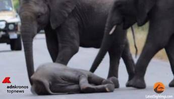 I video più visti della settimana, fra elefantini in difficoltà e api da Guinness I video più visti della settimana, fra elefantini in difficoltà e api da Guinness