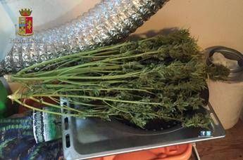 E' ai domiciliari ma coltiva marijuana in casa: arrestato 61enne a Roma E' ai domiciliari ma coltiva marijuana in casa: arrestato 61enne a Roma
