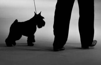 Il Dna svela l'origine del cane. Diventò il miglior amico dell'uomo in Asia Centrale Il Dna svela l'origine del cane. Diventò il miglior amico dell'uomo in Asia Centrale