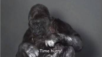 Presto, proteggere la Terra!, il messaggio green della gorilla che sa parlare/Video Presto, proteggere la Terra!, il messaggio green della gorilla che sa parlare/Video
