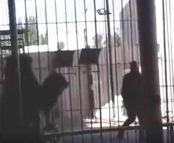 Dramma allo zoo, il leone sbrana il domatore /Video Dramma allo zoo, il leone sbrana il domatore /Video