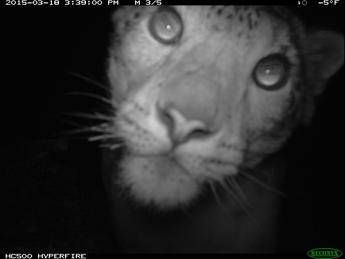 Dalla Mongolia eccezionali immagini di 4 cuccioli di leopardo delle nevi /Video Dalla Mongolia eccezionali immagini di 4 cuccioli di leopardo delle nevi /Video