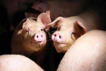 Castrazioni in vivo e mutilazioni per i maiali in allevamento, la denuncia della Lav Castrazioni in vivo e mutilazioni per i maiali in allevamento, la denuncia della Lav