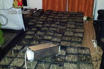 Milano, trasforma casa in una serra per coltivare marijuana: due arresti Milano, trasforma casa in una serra per coltivare marijuana: due arresti