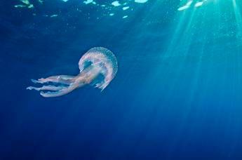 Negli oceani una ricchezza da 24mila miliardi di dollari /Foto - Video Negli oceani una ricchezza da 24mila miliardi di dollari /Foto - Video