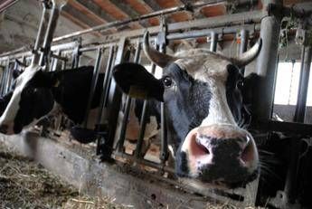 Mucche stressate dal caldo, -50 mln di litri di latte a luglio Mucche stressate dal caldo, -50 mln di litri di latte a luglio