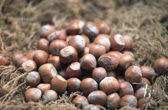 Ferrero racconta l'origine e la qualità delle materie prime Ferrero racconta l'origine e la qualità delle materie prime