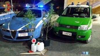 Roma, coltivavano marijuana in pineta ad Ostia: denunciati giovani dal 'pollice verde' Roma, coltivavano marijuana in pineta ad Ostia: denunciati giovani dal 'pollice verde'