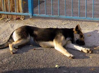 Vietato lasciare il cane da solo in giardino: è reato Vietato lasciare il cane da solo in giardino: è reato