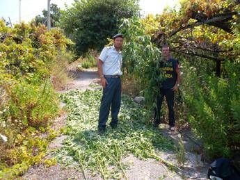 Piantagione di marijuana sui Monti Lattari: sequestrata Piantagione di marijuana sui Monti Lattari: sequestrata