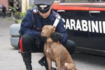 Rapinatore aggredisce due ragazzi, pitbull lo azzanna Rapinatore aggredisce due ragazzi, pitbull lo azzanna