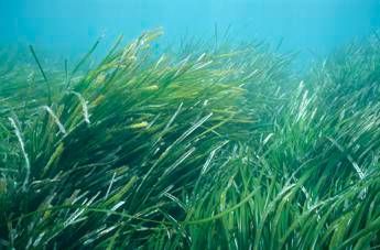 Partnership Royal Caribbean e Wwf per sostenere la conservazione degli oceani Partnership Royal Caribbean e Wwf per sostenere la conservazione degli oceani