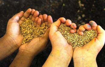 'I semi tornino ai contadini', al via campagna Aiab 'Coltiviamo biodiversità' 'I semi tornino ai contadini', al via campagna Aiab 'Coltiviamo biodiversità'