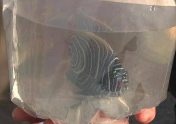 Maxi sequestro di specie protette: salvati pesci e coralli vivi Maxi sequestro di specie protette: salvati pesci e coralli vivi
