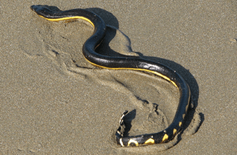 motori di ricerca adulti