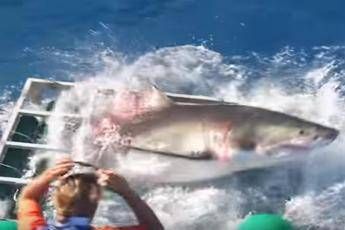 Choc in Messico, enorme squalo entra nella gabbia del sub /Video Choc in Messico, enorme squalo entra nella gabbia del sub /Video