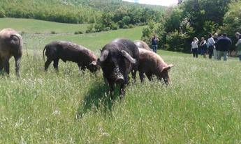 Terremoto: il prosciutto che andò alla Casa Bianca, in ginocchio l'azienda di Norcia Terremoto: il prosciutto che andò alla Casa Bianca, in ginocchio l'azienda di Norcia