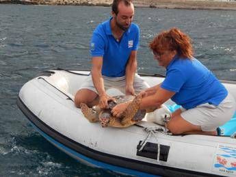 Favignana, torna a nuotare la tartaruga 'Achille' Favignana, torna a nuotare la tartaruga 'Achille'
