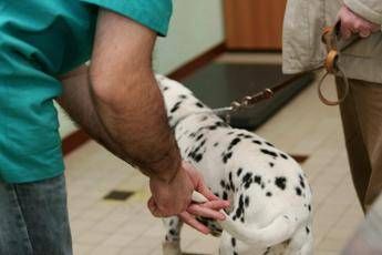 Cane si ustiona, proprietario lo lascia agonizzante: denunciato Cane si ustiona, proprietario lo lascia agonizzante: denunciato