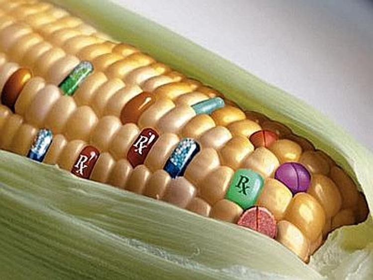 Consiglio Ue non vota sulla coltivazione del mais geneticamente modificato
