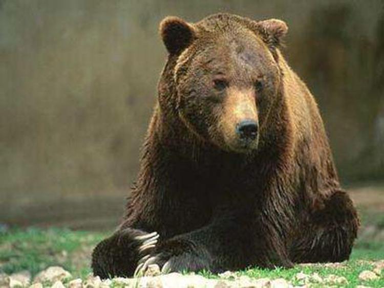 Firmato protocollo d’intesa per la tutela dell’orso bruno marsicano