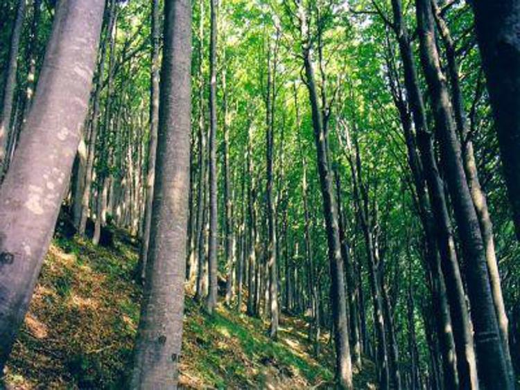 Ambiente: studio Cfs, azoto favorisce crescita foreste italiane