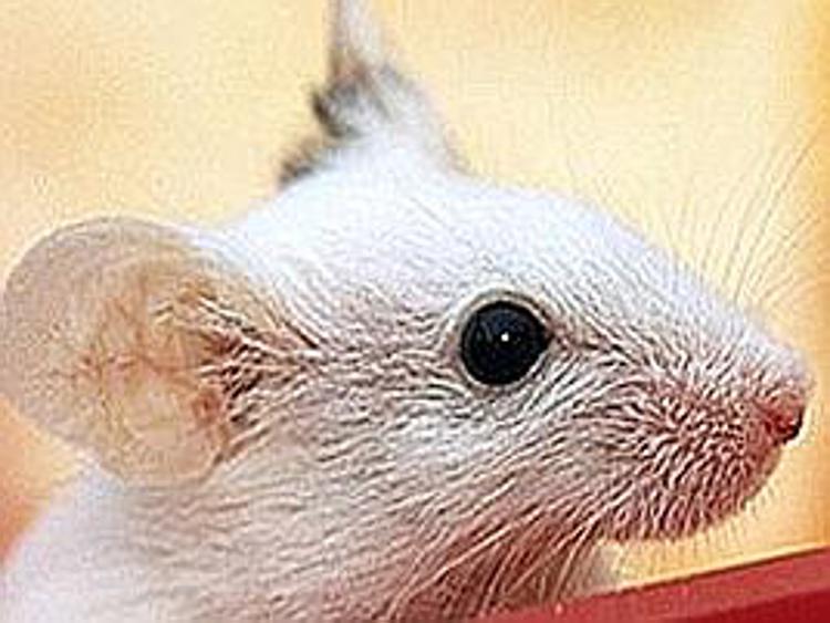Nature, risultati studi su topi influenzati da sesso scienziati