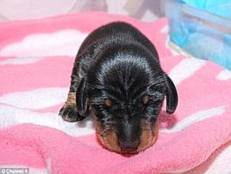 E' nata 'mini Winnie', primo cane clonato in Gb
