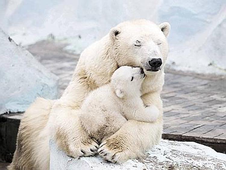 Coccole di mamma, le dolci effusioni dell'orsa polare al suo cucciolo