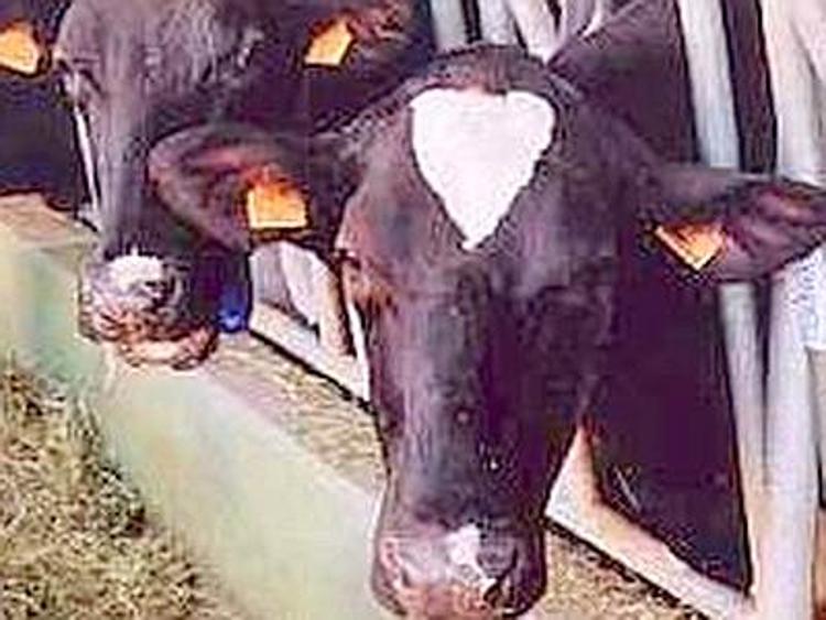 Livorno, maltrattamenti a bovini: Nas sospende attività macellazione