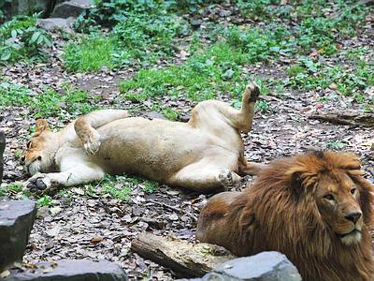 Relax a pancia all'aria... Per leoni, panda e canguri è l'ora della siesta