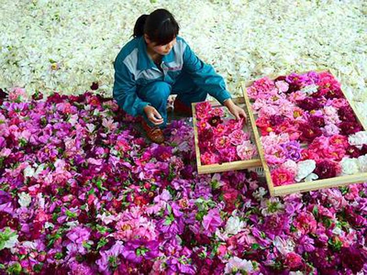 Tra cosmetici e tisane, in Cina la peonia è considerata la 'regina dei fiori'