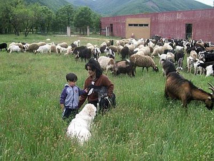 Pastori abruzzesi a Brambilla, altro che stragi agnelli noi preserviamo ambiente