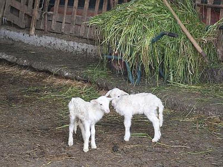 Pasqua, Animal Equality diffonde il video choc sui maltrattamenti agli agnelli