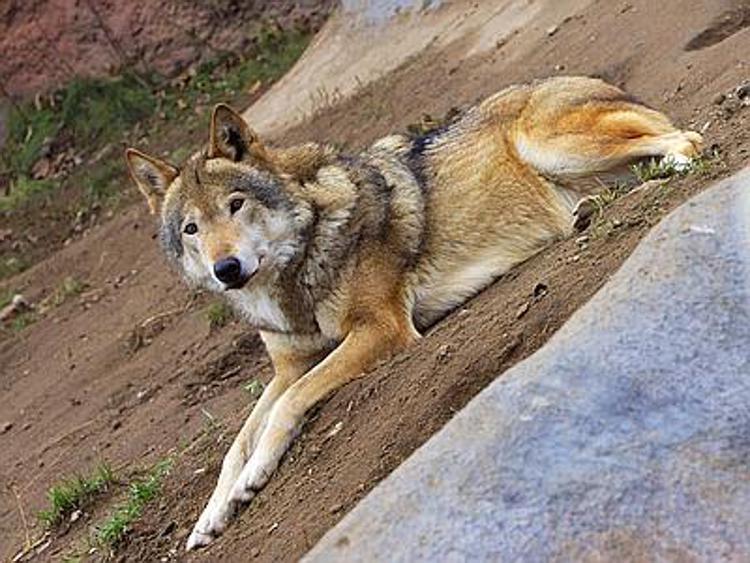 Uccisi 80 lupi in Italia dall'inizio del 2013 a oggi