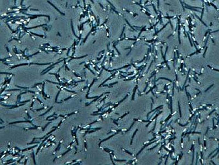 Medicina: Cnr, batteri intestino 'alleati' dell'uomo nell'evoluzione